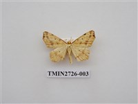 藏品(尺蛾281)的圖片